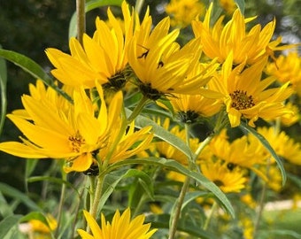 50 Perennial Maximillian Sunflower zone 3-9