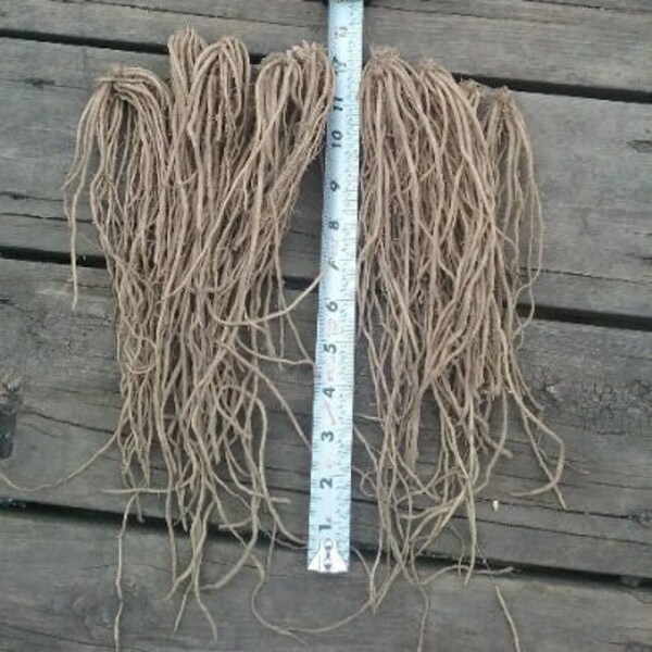 Asparagus Crowns 3 Year Etsy