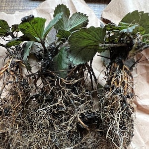 May include: Close-up of strawberry plants with exposed roots. The plants have green leaves and a dense network of light brown roots. The roots are intertwined and appear healthy, suggesting a well-established root system.
