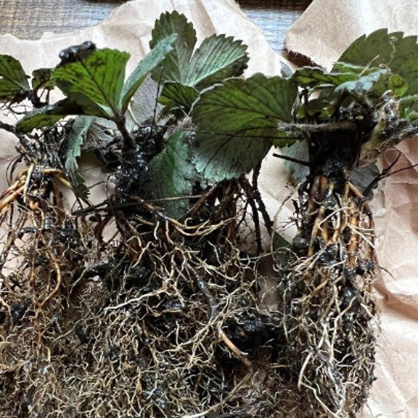 10 Wild Alpine  strawberry bare root plants organic( best grow in garden bed NOT in pot)