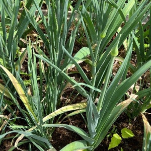 Perennial 20 leek seeds  Zone 4-9
