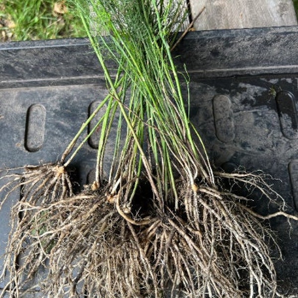 Asparagus Crowns 3 Year Etsy