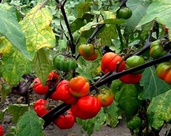 50 Thai Eggplant Red ruffled seeds