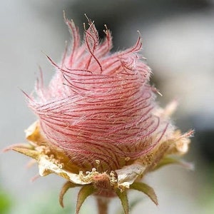 50 Perennial Prairie smoke wildflower seeds zone 3-9 seeds need cold to germinate image 2