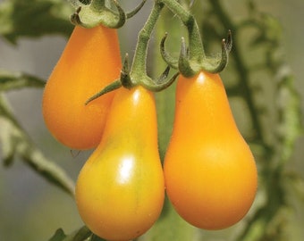 50+Yellow Pear Tomato seeds