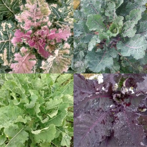 10 Perennial Kale Grex Homesteader's Kaleidoscopic seeds Zone 4-9