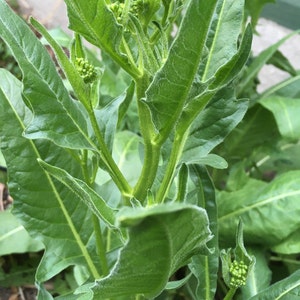 May include: Close-up of a green plant with large, textured leaves and small, clustered buds. The plant's stems are a vibrant green, and the leaves have a slightly fuzzy texture along the edges. The image captures the plant's natural details.