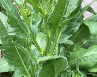 Perennial 50 Turkish Rocket seeds Zones 4-9