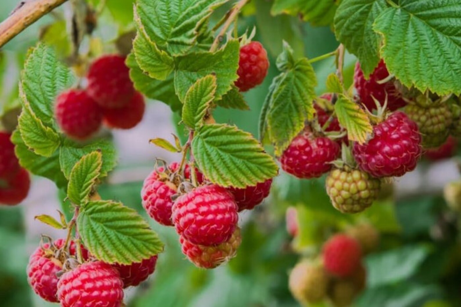 Latham raspberry 2 bare root plants organic home grow Etsy