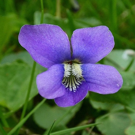 Perennial 20 Common Blue Violet Wildflower Seeds Zone 3 9 Etsy