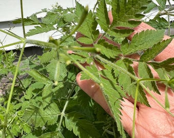 Perennial 20 Sweet cicely seeds herb zone 3-9 seeds need cold to germinate