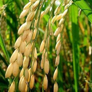 200 Long Grain Rice seeds *052