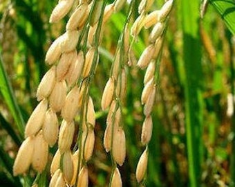 Könnte beinhalten: Nahaufnahme von Reispflanzen mit reifen, goldbraunen Reiskörnern. Der Reis hängt an den Halmen und ist bereit für die Ernte.