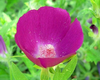 Perennial 50 poppy purple mallow seeds zone 4-9 All poppy seeds do well winter sowing