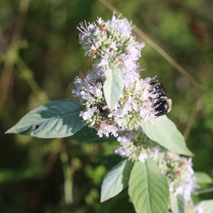 Perennial 200 Hoary mountain mint seeds zone 3-9