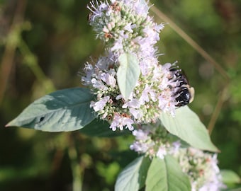 Perennial 100+ Hoary mountain mint seeds zone 3-9