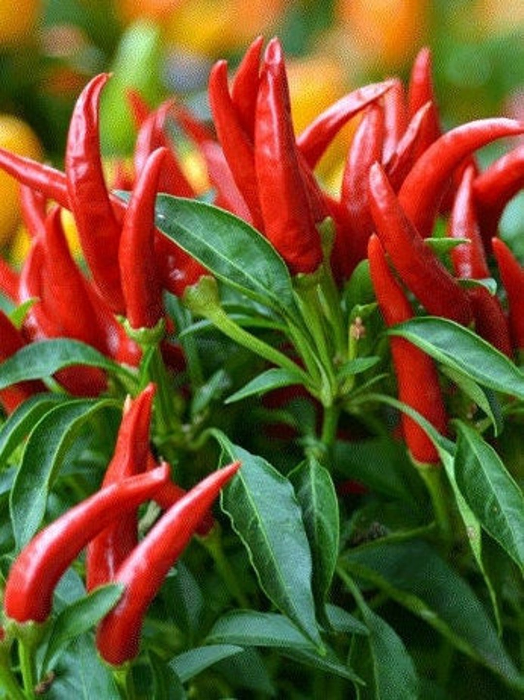 25 Thai Hot Ornamental Seeds Etsy