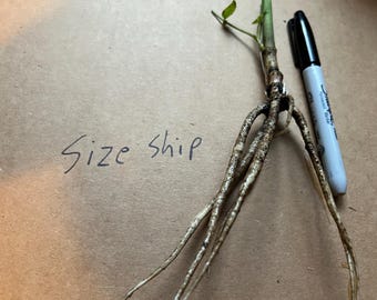 1 Perennial Skirret plant Zone 3-9
