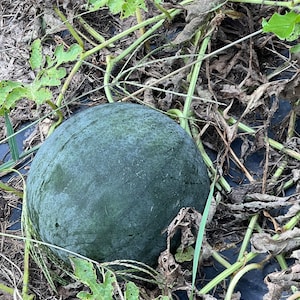50 Blacktail Mountain Watermelon seeds