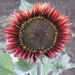 see more listings in the Flower/sunflower section