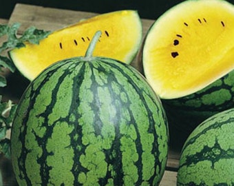 50 Baby doll F1 watermelon seeds *024