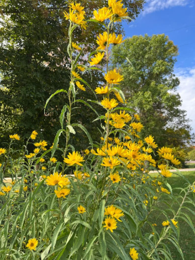 Perennial 50maximillian Perennial Sunflower Seeds Zone 39 Etsy