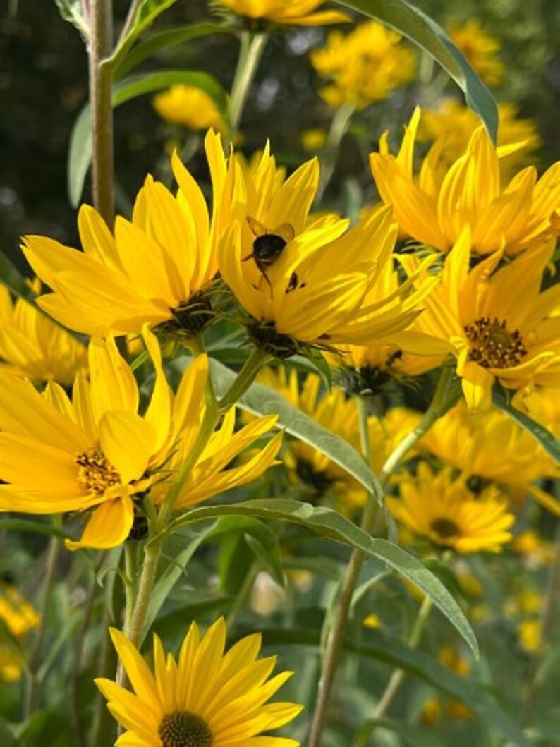 Perennial 50maximillian Perennial Sunflower Seeds Zone 39 Etsy