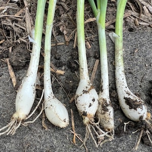 May include: Five freshly harvested green onions with long, slender green stalks and white, bulbous bases. The roots are visible at the bottom of each onion, and some soil particles are clinging to the white bulbs and the root systems.