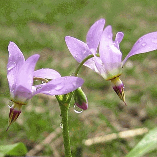 Perennial 40+midland shooting star *86 zone 4-9