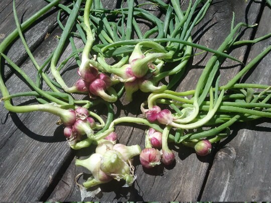 Organic Egyptian Walking Onion Bulblets  Perennial zones 3-9