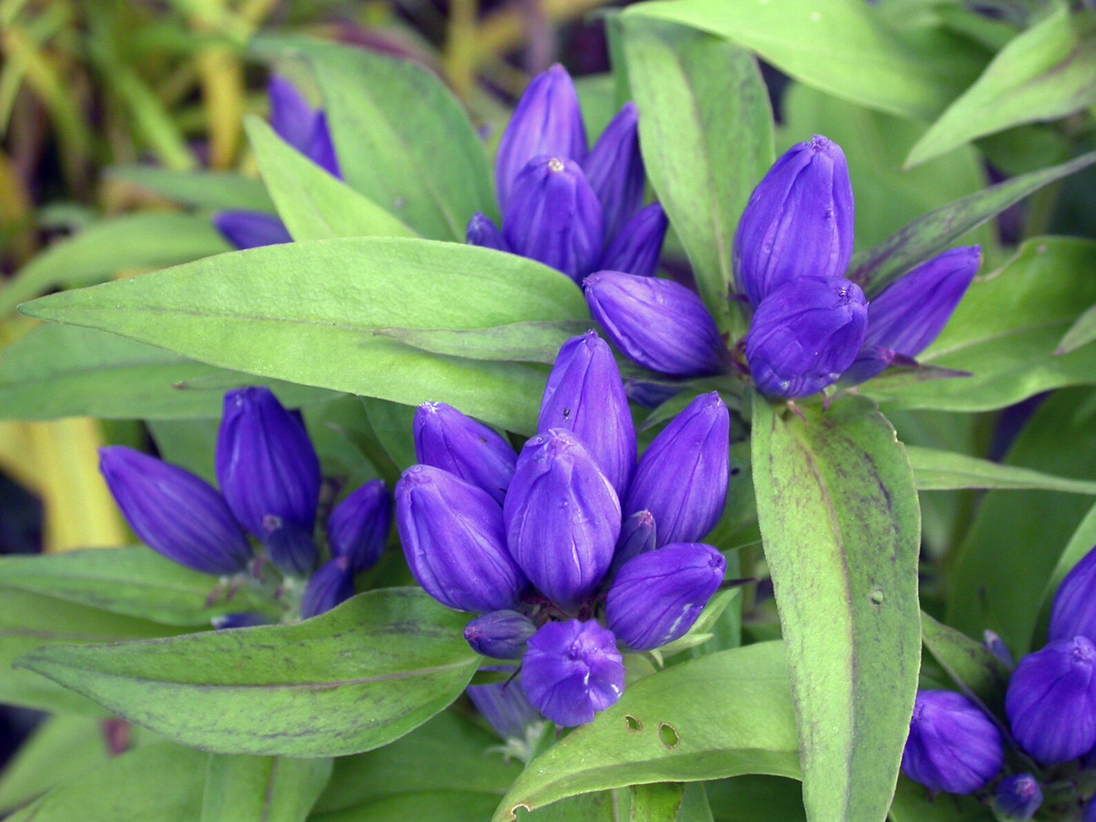 Bottle gentian Perennial wildflower seeds Etsy