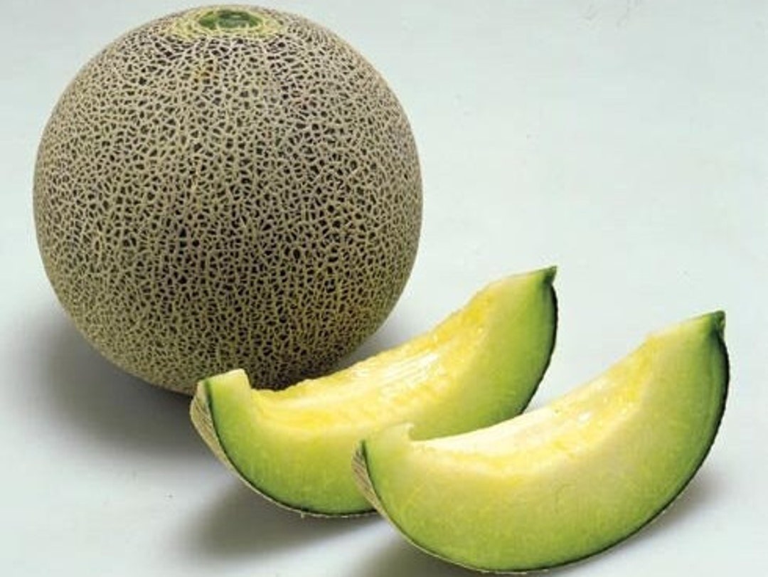 50 Japanese Melon Ichiba Kouji Seeds Organic Etsy