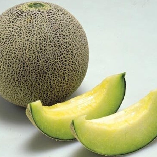 Japanese Melon Seed Etsy