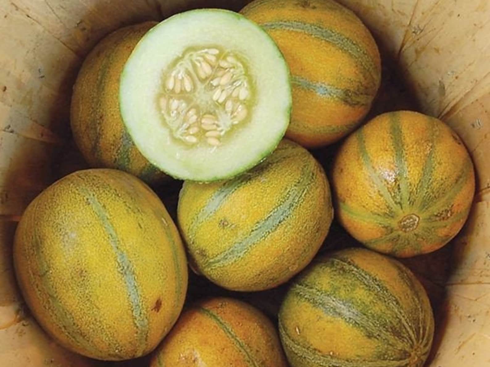 Israel melon Ogen seeds | Etsy