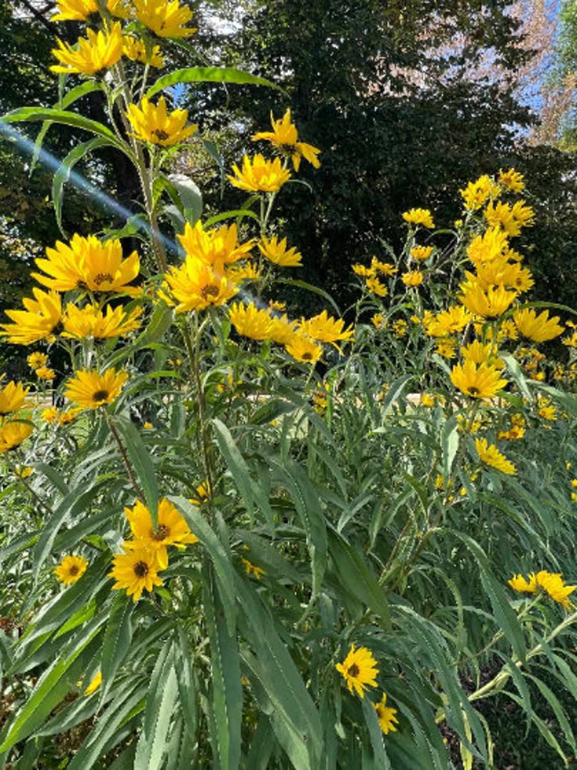 Perennial 50maximillian Perennial Sunflower Seeds Zone 39 Etsy