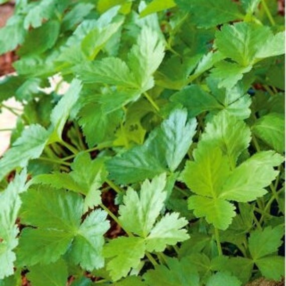 Perennial 20japanese Parsley Mitsuba Seeds Zone 49 Etsy