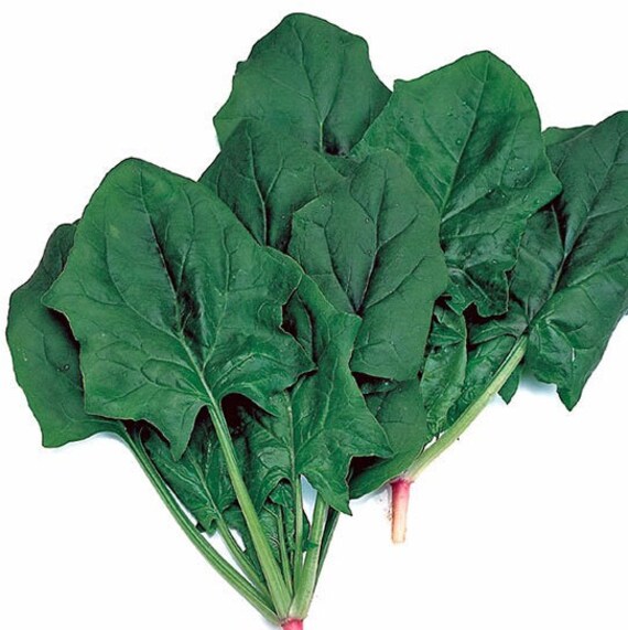 50 Japanese Spinach Alrite Hybrid Seeds Etsy