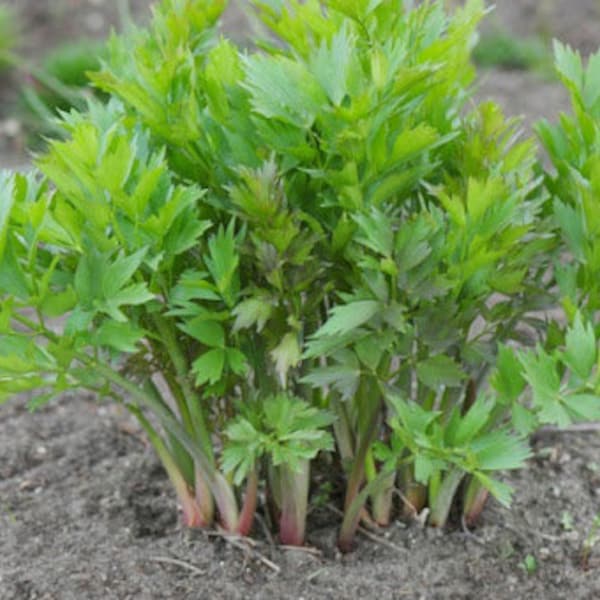 Perennial 50+Lovage herb seeds zones 3-8  *148 All Perennial seeds do best winter sowing.