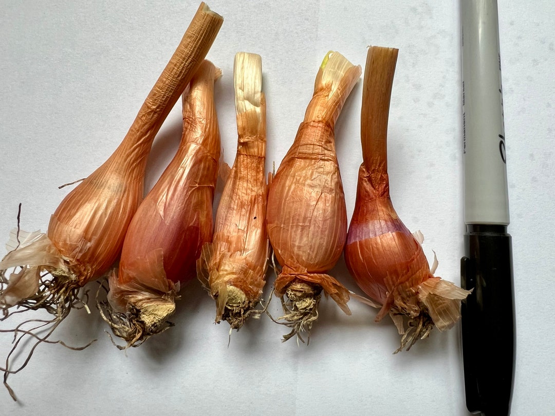 Perennial Egyptian Walking Onion Zones 39 Organic Etsy