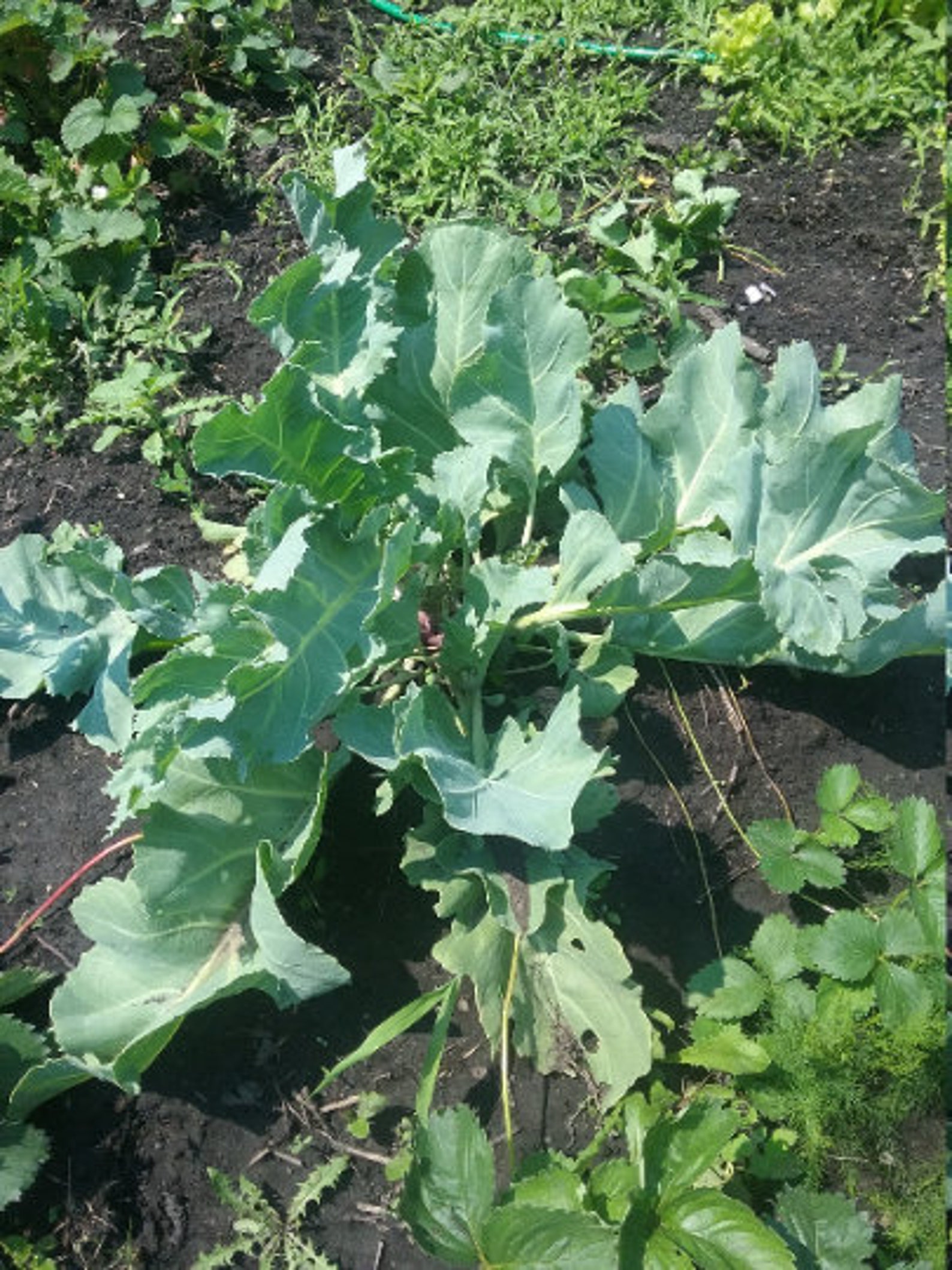 Perennial sea kale 5 seeds Etsy