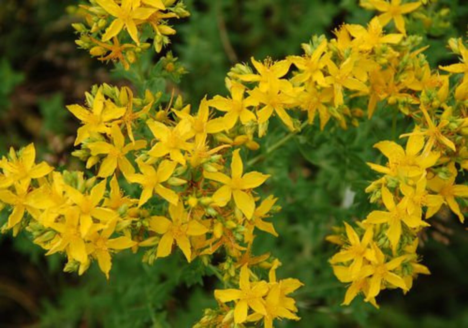 Where Can I Buy St John's Wort