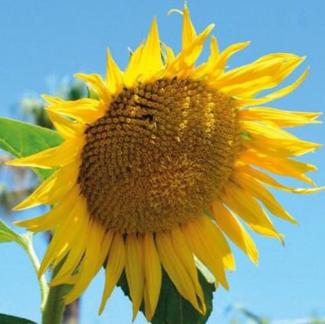 20 Kong Sunflower Seeds 014 Etsy