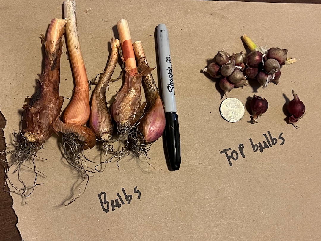 Perennial Egyptian Walking Onion Zones 39 Organic Etsy