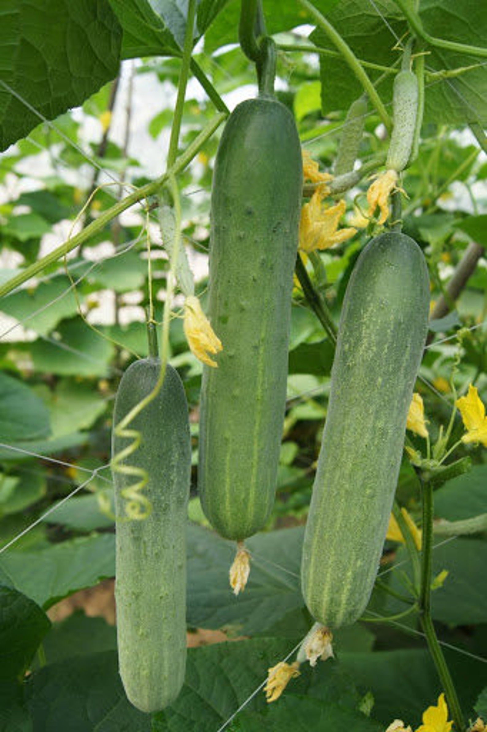 20Thai cucumber seeds Etsy
