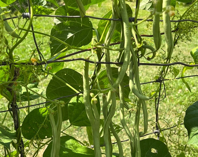 20 French Fortex Pole Bean Seeds A01 Etsy