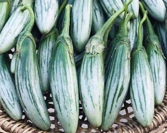 25 Thai green rugby eggplant seeds