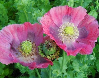 500 Poppy Hens & Chicks seeds *014