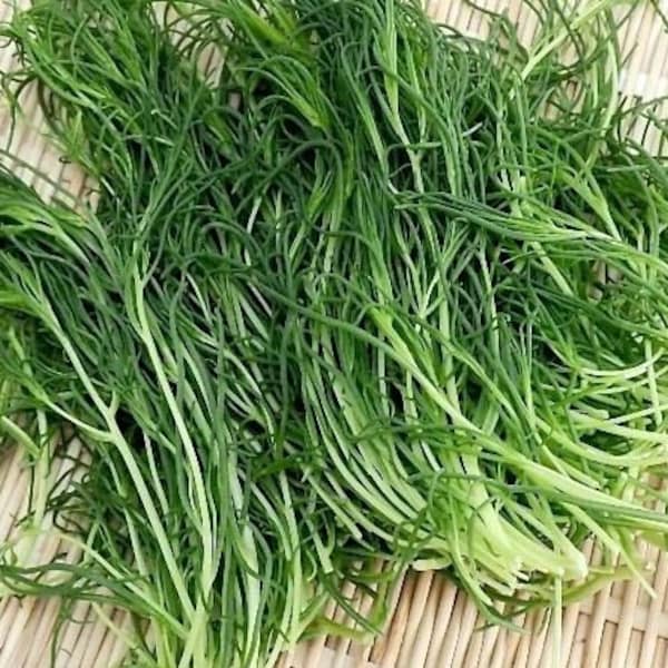 200 Japanese land seaweed Saltwort Herb Seed