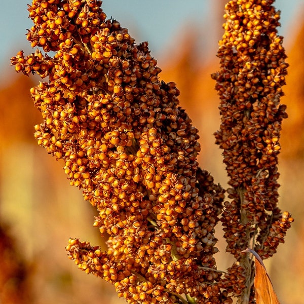 100 Sugar Cane Rox Orange seeds *0185