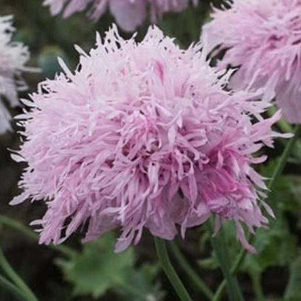 100 Poppy Lilac pom pom seeds *09